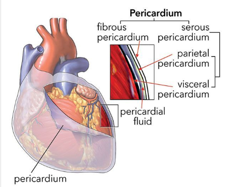 <p>a multi-layered, fluid-filled sac that encloses and protects the heart</p>
