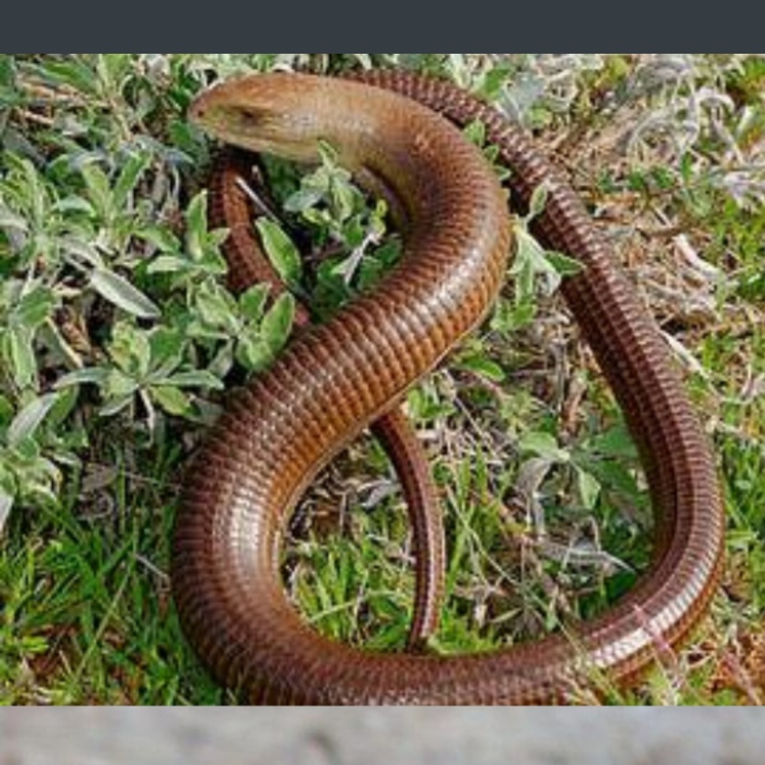<p>name this animal</p>