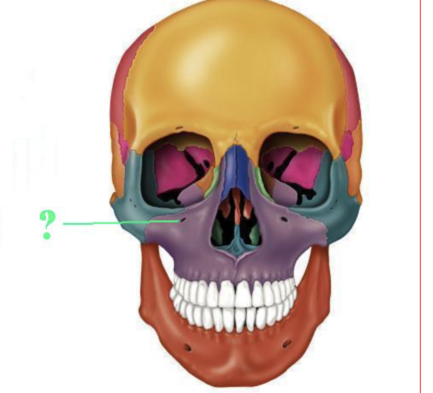 <p><span>Identify the indicated bone marking (opening).</span></p>