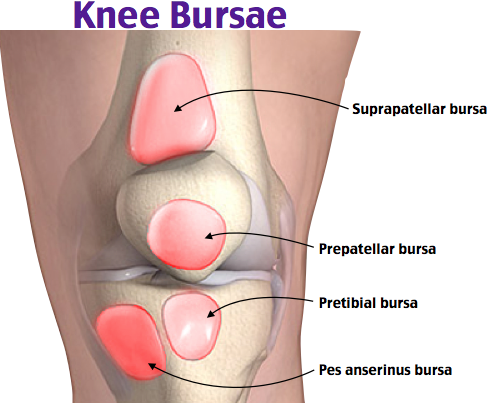 <p>concentrated around the patella bone, bone generates a great deal of friction over the femur bone during motion, they can become inflamed as a result of repetitive activities</p>