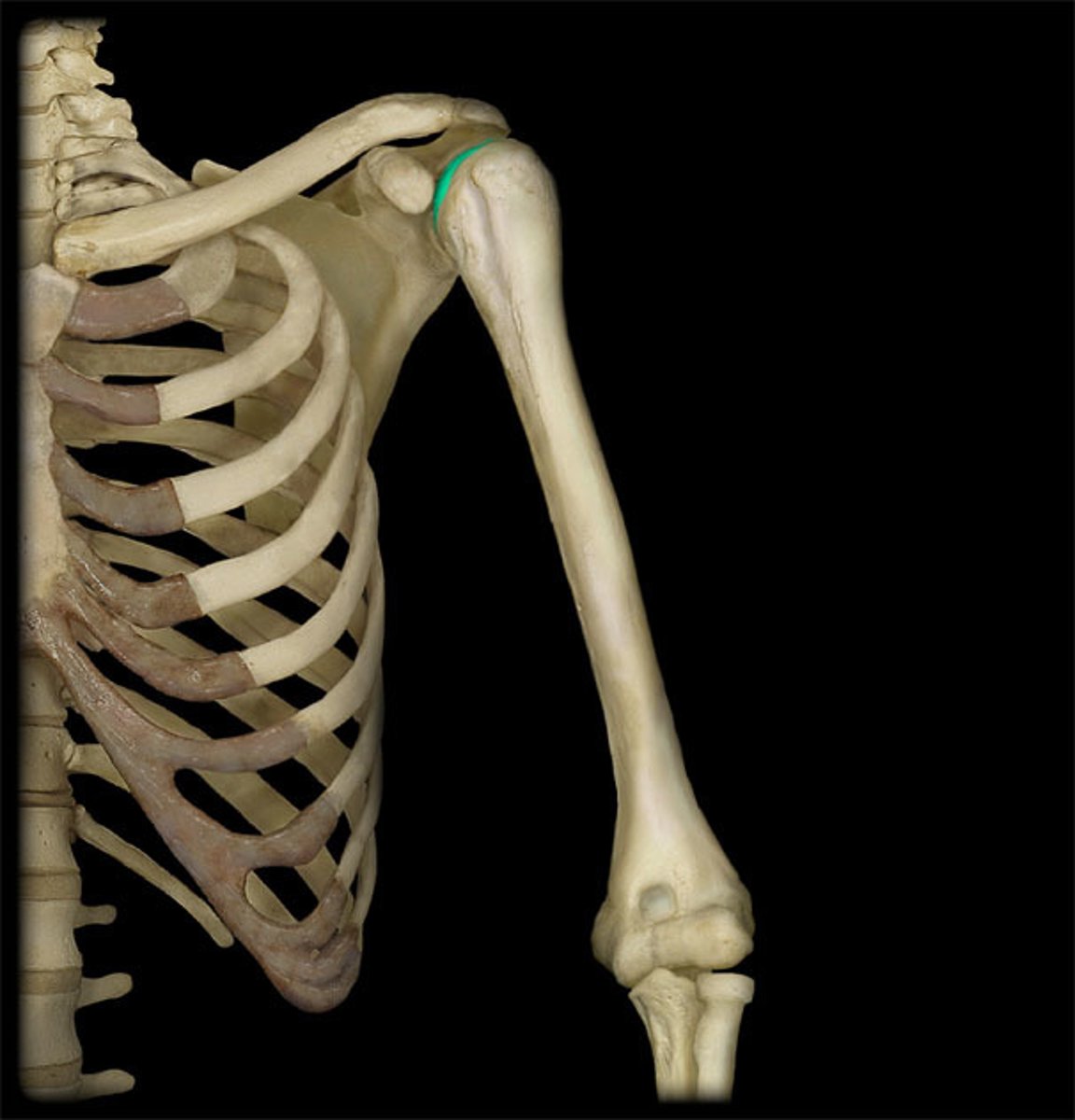<p>(what bone and bone marking)</p>