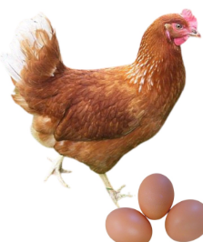 <ul><li><p>Layer type</p></li><li><p>300-350 eggs per year</p></li><li><p>2-2.3 kg live weight at 18 weeks</p></li><li><p>France</p></li><li><p>High egg production, early layers, and low maintenance</p></li></ul><p></p>