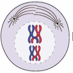 <ul><li><p>Prophase I</p></li><li><p>Chromosomes condense to become visible</p></li><li><p>Homologous chromosomes pair up (synapsis) to form a tetrads</p></li><li><p>Crossing over occurs to increase genetic variation</p></li><li><p>Duplicated centrosomes migrate to opposite cell poles and begin to form spindles</p></li><li><p>Nuclear membrane breaks down</p></li></ul><p></p>