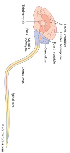 <p>All spinal pathways involve a sequence of neurons</p><p></p><p>Excitability is transmitted from one neuron to the next in the sequence</p><p></p><p>Pathways are either <strong>ascending </strong>(carrying information from receptors to the brain) or <strong>descending </strong>(conveying information from the brain to spinal cord neurons)</p>
