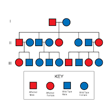 <p>Tree Chart</p>