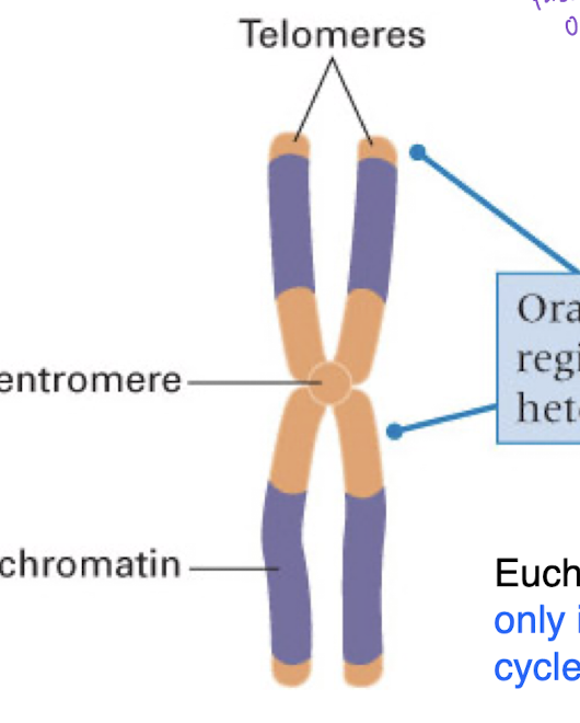 <p>highly repetitive and low complexity</p><p>condense faster because of the high amount of repeats</p><p>located on the middle of chromosomes near centromere and on the ends where telomeres are (orange section)</p>