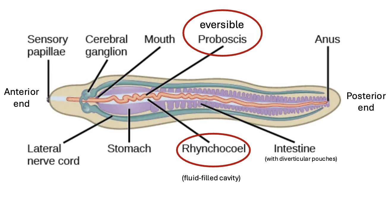 <p>NEMERTEA (Ribbon worms) DIGESTIVE SYSTEM (4)</p>