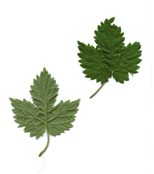<p>Humulus lupulus - hmelj</p><p>Cannabaceae - konopljevke </p>