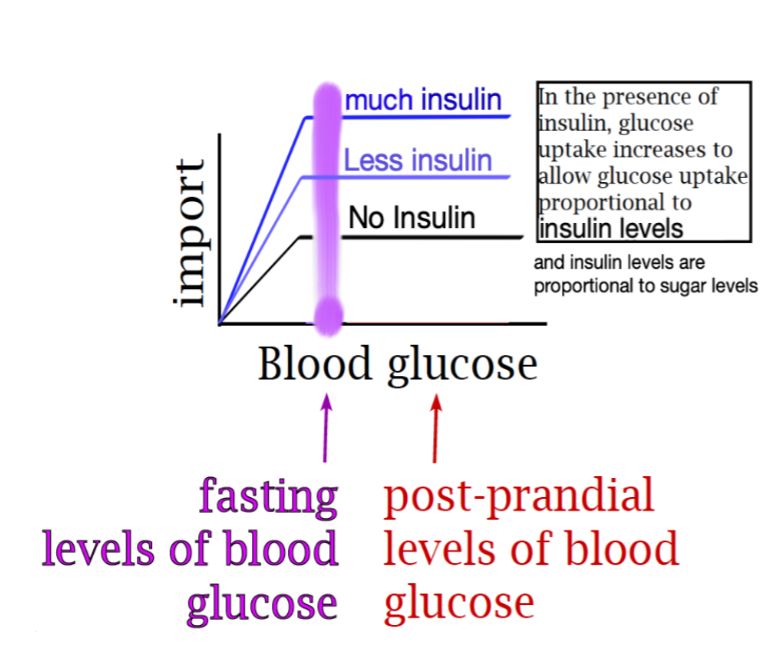 <p>Both circulating insulin levels and cellular glucose uptake levels increase.</p>