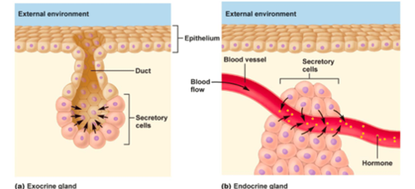 <p>Endocrine: Ductless, hormones are released into the bloodstream (diffuse into capillaries)</p><p>Exocrine: Ducts, Secretions are released into a cavity/ on a surface</p>
