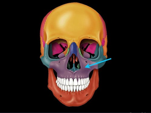 <p><span>Upper jaw bone</span></p>