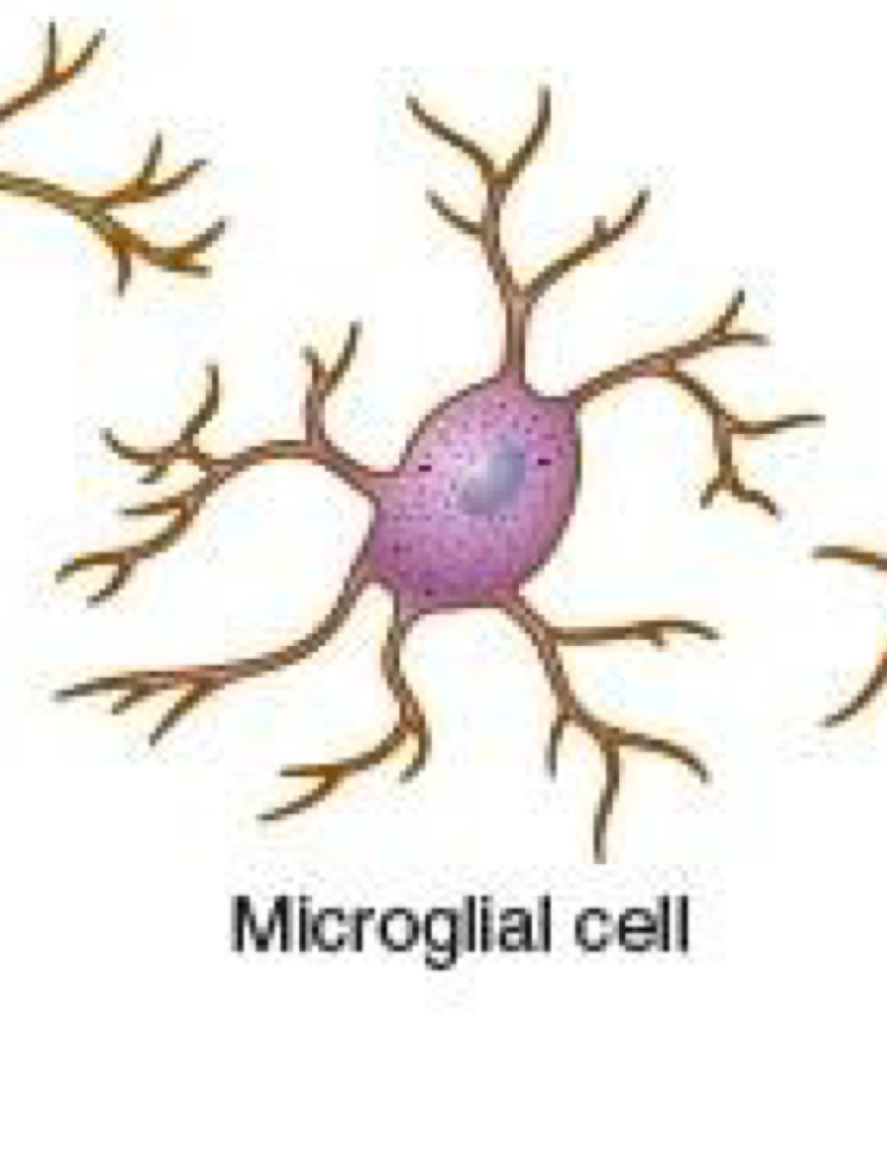 <p>microglia </p>