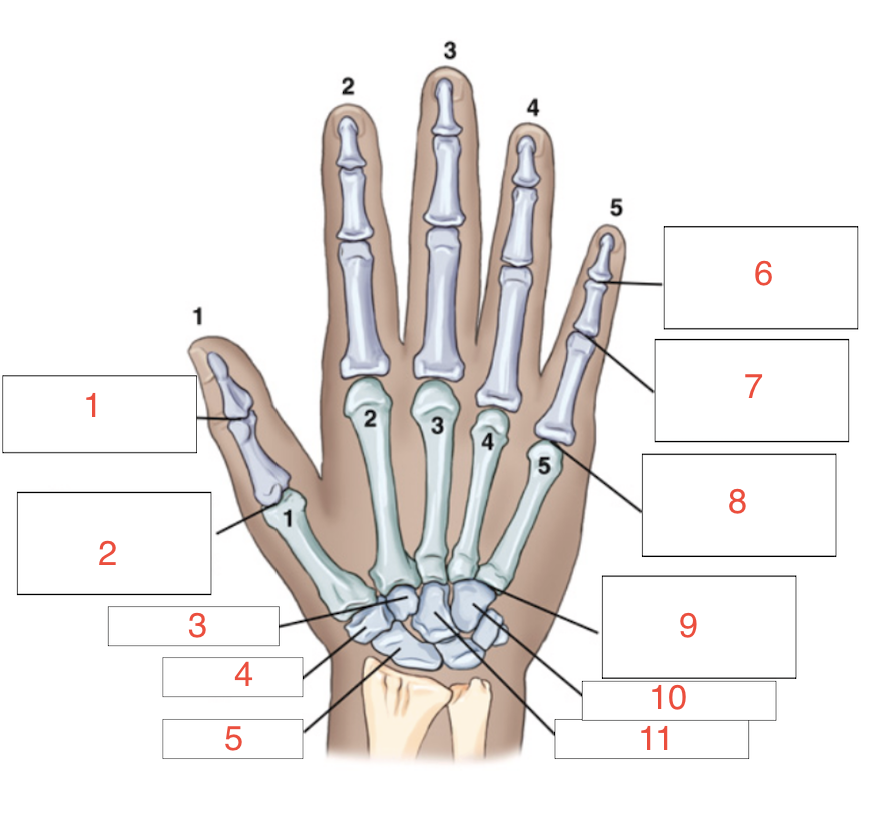<p>11</p>