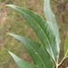 <ul><li><p>leaf shape</p></li><li><p>curved along plane</p></li><li><p>longer</p></li></ul><p></p>