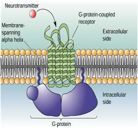 <p>A single polypeptide chain that crosses the membrane as <strong>7 transmembrane α-helical domains</strong>, with the <strong>NH₂ (amino) terminus extracellular</strong> and the <strong>COOH (carboxyl) terminus intracellular</strong>. </p><ul><li><p>The loops between helices form the ligand-binding region and couple to the intracellular G-protein.</p></li></ul><p></p>