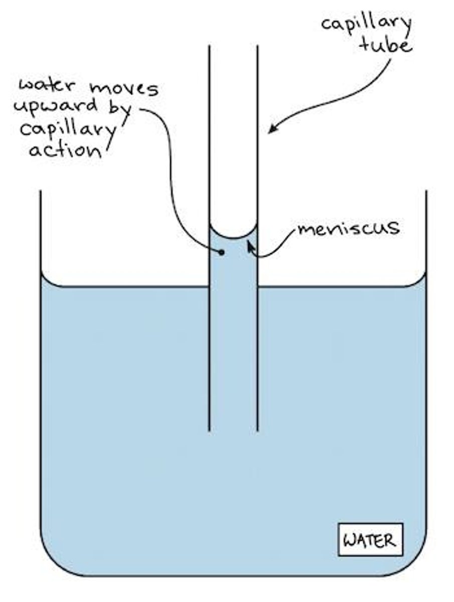 <p>Capillary action due to adhesion.</p>
