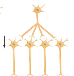 <p>what kind of synaptic integration is this</p>