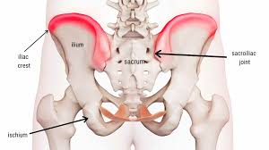 <p>A crest is a ridge-like projection on a bone. Example: iliac crest of the hip bone.</p>