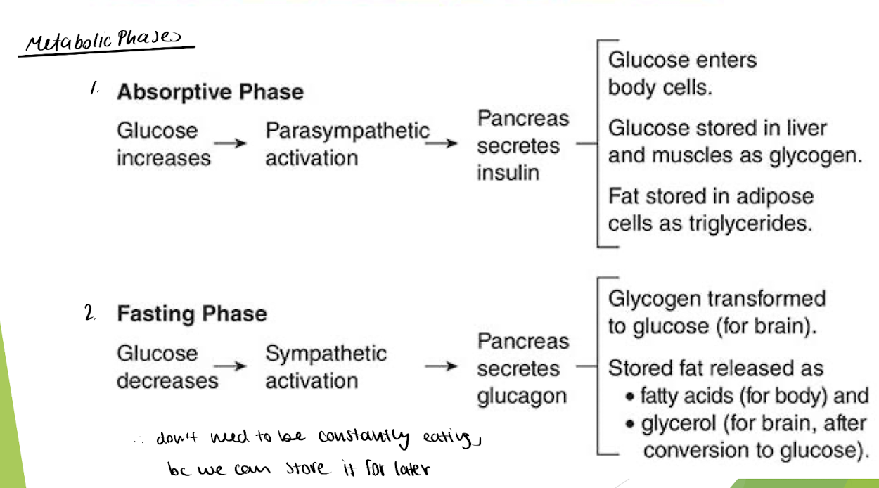 <p>glucose: from carb digestion → for energy</p><p>AA: from protein digestion</p><p>fatty acids: from fat digestion in intestine</p><p>glycerol: from fat digestion in liver</p><p></p><p>→ digestive process is controlled by autonomic NS (2 metabolic phases)</p><ol><li><p>Absorptive Phase = few hrs after meal + living off nutrients arriving from digestion </p></li><li><p>Fasting Phase = drop in blood glucose → body lives off energy stores </p></li></ol><p></p>
