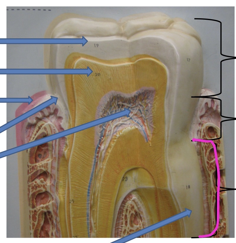 knowt flashcard image