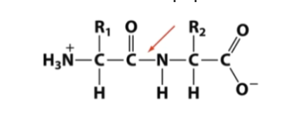 <p>Polypetides. <span style="background-color: transparent;">BECAUSE they contain many peptide = amide bonds.&nbsp;General structure of a dipeptide:&nbsp;(left). Red arrow = peptide = amide bond.</span></p><p><span style="background-color: transparent;">THIS bond =&nbsp; part of an amide group, that is a carbonyl group bound to an amine.&nbsp;</span></p><p><span style="background-color: transparent;">DIFFERENT combinations of amino acids produce different conformations. Think 3D.&nbsp;</span></p>