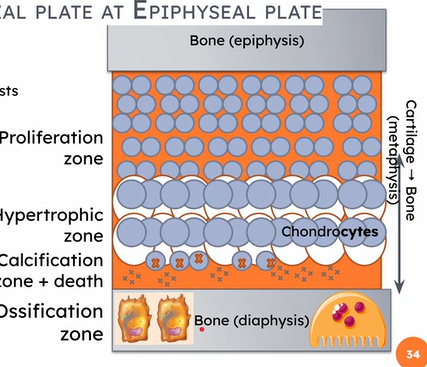 <ul><li><p class="Paragraph SCXO89215823 BCX0" style="text-align: left;"><span style="background-color: inherit; line-height: 20.7px; color: windowtext;">Proliferation zone – the cartilage cells undergo hyperplasia</span><span style="line-height: 20.7px; color: windowtext;">&nbsp;</span></p></li></ul><ul><li><p class="Paragraph SCXO89215823 BCX0" style="text-align: left;"><span style="background-color: inherit; line-height: 20.7px; color: windowtext;">Hypertrophic zone – older cartilage cells grow by hypertrophy</span><span style="line-height: 20.7px; color: windowtext;">&nbsp;</span></p></li><li><p class="Paragraph SCXO89215823 BCX0" style="text-align: left;"><span style="background-color: inherit; line-height: 20.7px; color: windowtext;">Calcification zone – matrix becomes calcified and the cartilage cells begin to die</span><span style="line-height: 20.7px; color: windowtext;">&nbsp;</span></p></li><li><p class="Paragraph SCXO89215823 BCX0" style="text-align: left;"><span style="background-color: inherit; line-height: 20.7px; color: windowtext;">Ossification zone – new bone cells are forming from the calcification zone</span><span style="line-height: 20.7px; color: windowtext;">&nbsp;</span></p></li></ul><p></p>
