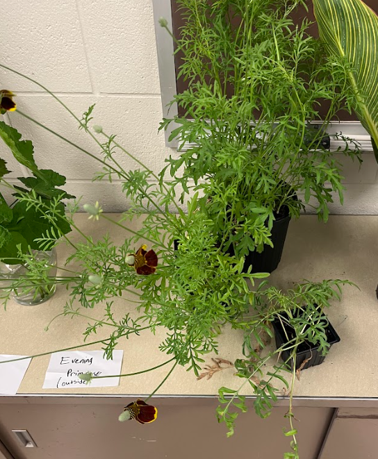 <ul><li><p>basal rosette to bolting</p></li><li><p>yellow-burgundy color</p><ul><li><p>seen in bicolor</p></li></ul></li></ul><p></p>