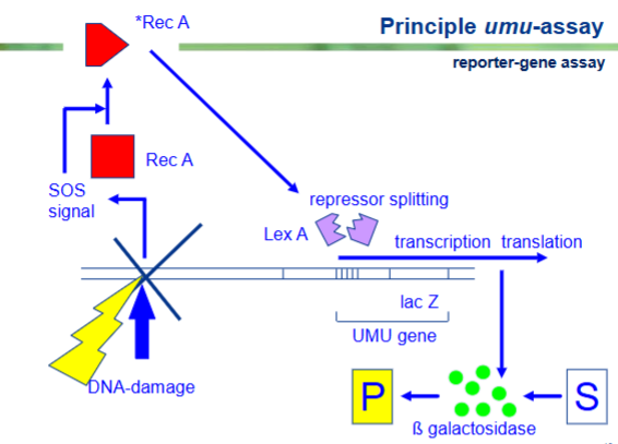 <p>Stap-voor-stap: Hoe werkt de umu-assay?1. Blootstelling en DNA-schade (Linksonder)</p><p>Je neemt een monster van de luchtverontreiniging (bijvoorbeeld fijnstof-extracten vol PAK's) en voegt dit toe aan een kweek van speciaal aangepaste bacteriën. Als de luchtvervuiling genotoxische stoffen bevat, veroorzaken deze direct <strong>DNA-damage</strong> (weergegeven door de gele bliksemschicht).</p><p>2. De alarmfase: Activatie van Rec A (Links)</p><p>De bacterie merkt de DNA-schade op en activeert een <strong>SOS-signaal</strong>. Dit signaal zorgt ervoor dat het inactieve eiwit <strong>Rec A</strong> (het rode vierkant) verandert in zijn actieve vorm: <strong>*Rec A</strong> (de rode driehoek).</p><p>3. Het slot openbreken: Lex A splitsing (Midden)</p><p>Bacteriën hebben hun SOS-reparatiegenen normaal gesproken strak achter slot en grendel zitten om energie te besparen. Dit 'slot' is het repressor-eiwit <strong>Lex A</strong> (het paarse blokje). Het geactiveerde <strong>*Rec A</strong> reist naar Lex A toe en zorgt voor <strong>repressor splitting</strong>: het knipt het slot doormidden.</p><p>4. De fabriek start: Transcriptie van het reportergen (Rechts)</p><p>Nu Lex A is uitgeschakeld, ligt de weg vrij voor de RNA-polymerase. De bacterie start direct met de <strong>transcription en translation</strong> van de achterliggende genen.</p><ul><li><p>In deze genetisch gemodificeerde bacterie is het <strong>UMU-gen</strong> (dat normaal de SOS-reparatie regelt) gekoppeld aan het <strong>lac Z-gen</strong> uit een andere bacterie.</p></li><li><p>Dit <em>lac Z</em>-gen fungeert als ons <strong>reportergen</strong>: het produceert het enzym <span><strong>$\beta$</strong></span><strong>-galactosidase</strong> (de groene bolletjes).</p></li></ul><p>5. De meting: Kleurreactie (Rechtsonder)</p><p>Om de uitslag te kunnen zien, voegen we aan het medium een kleurloos substraat (<strong>S</strong>) toe. Het vers gemaakte enzym <span>$\beta$</span>-galactosidase stort zich op dit substraat en zet het om in een gekleurd (meestal geel) product (<strong>P</strong>).</p>