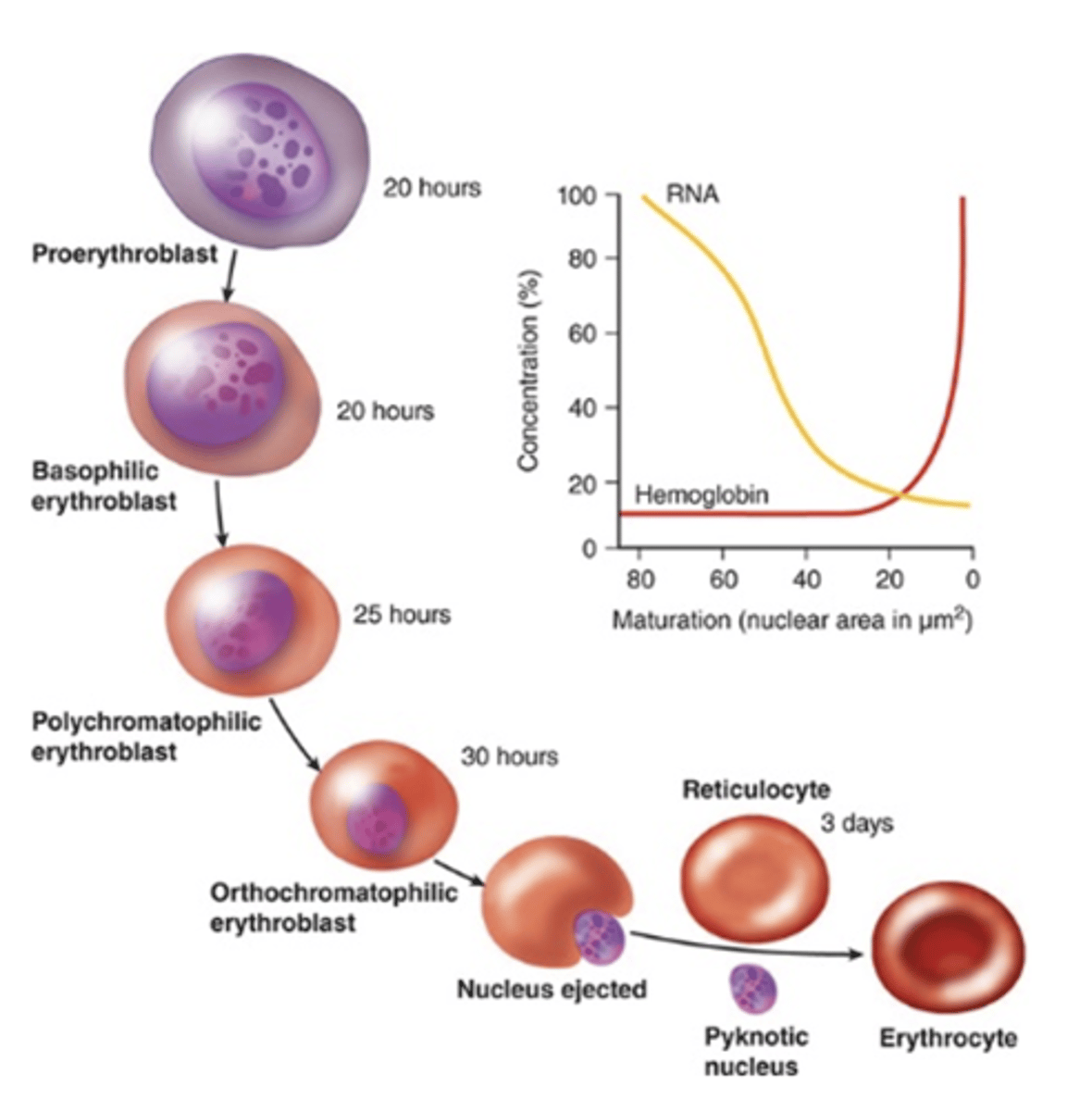<p>How does the nucleus change during erythropoiesis?</p>