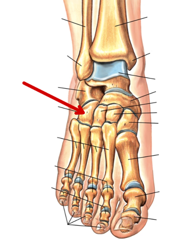 <p>Foot Bones</p>