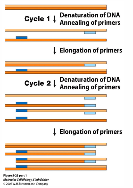 <p>Polymerase Chain Reaction (PCR): To amplify a specific DNA sequence exponentially</p><p><span>Uses…</span></p><ul><li><p><span>A thermostable DNA polymerase (e.g. </span><em>Taq</em><span>)</span></p></li><li><p><span>Two synthetic primers flanking the target region</span></p></li></ul><p></p><p><strong>1) Denaturation (~95 °C)</strong></p><p>Heat separates the double-stranded DNA into two single strands.</p><p></p><p><strong>2) Annealing (~55–65 °C)</strong></p><p>Temperature lowered so primers hybridise to complementary sequences on each strand.</p><p></p><p><strong>3) Extension (~72 °C)</strong></p><p><em>Taq</em> polymerase extends from each primer in the 5′→ 3′ direction, synthesising new complementary strands. Each cycle doubles the target DNA — after <em>n</em> cycles: <strong>2<sup>n</sup></strong> copies.</p><p></p>