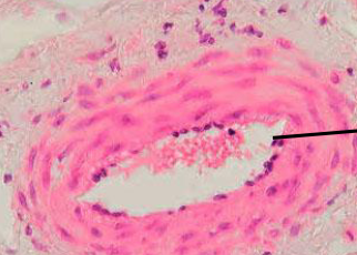 <p>naam structuur </p>