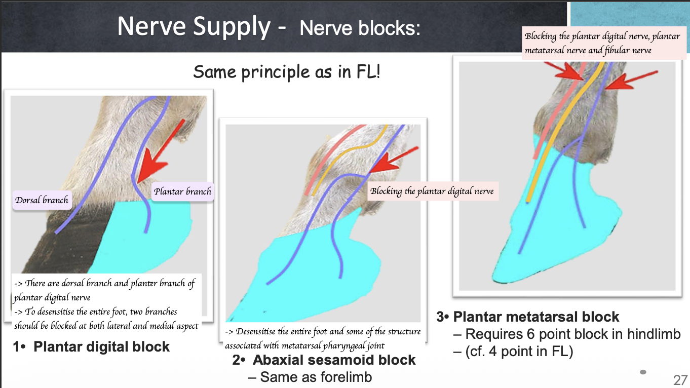 <ol><li><p>Plantar digital block</p><ul><li><p>Block the lateral and medial aspect of plantar branch of plantar digital nerve </p></li></ul></li><li><p>Abaxial sesamoid block</p><ul><li><p>Block the plantar nerve (Before it branches off to plantar digital nerve) </p></li></ul></li><li><p>Plantar metatarsal block</p><ul><li><p>Requires 6 point block in hindlimb x To block plantar digital nerve, plantar metatarsal nerve and fibular nerve</p></li></ul></li></ol><p></p>