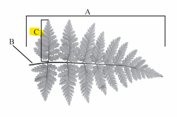 <p>A primary division or leaflet of a pinnately compound leaf or fern frond.</p>