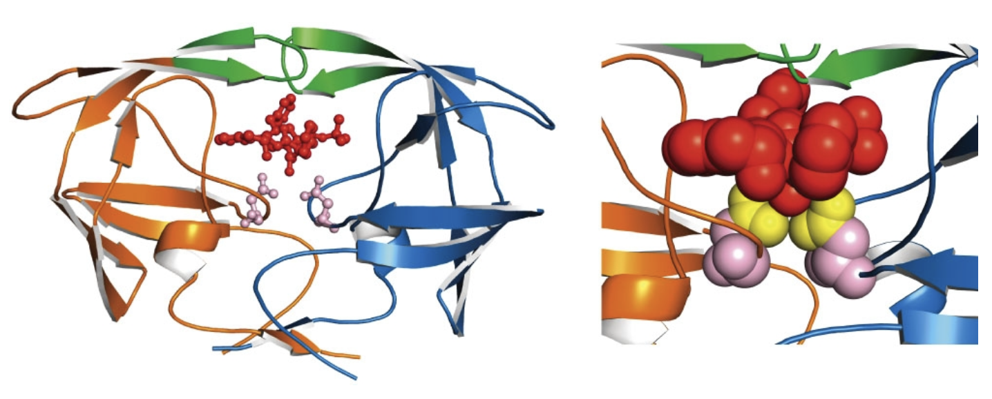 <p>Protease Inhibitors Block the Active Site of HIV-1 Protease</p>