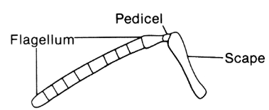 <p>Antennae type that are elbowed, with the scape long, and the pedicel small and at an angle to the scape</p>