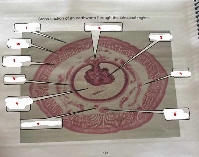 <p>Earthworm Cross Section</p>