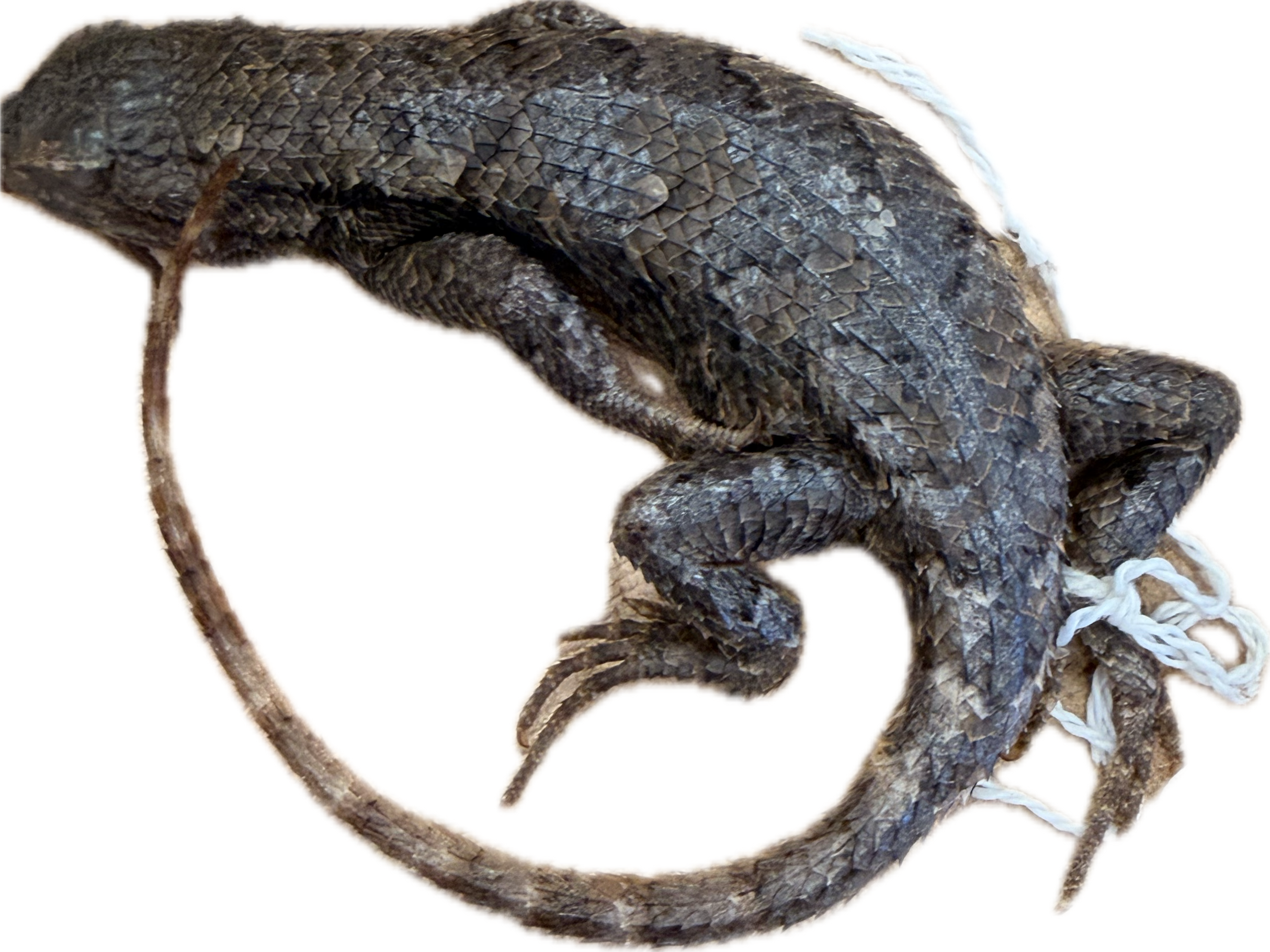 knowt flashcard image