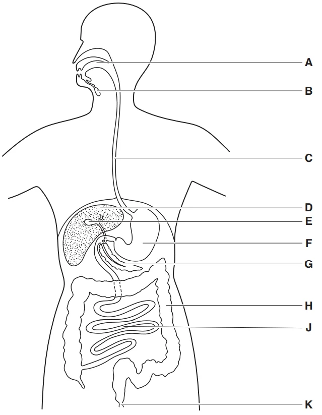<p>What is part D?</p>