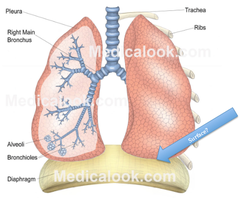 <p>diaphragm</p>