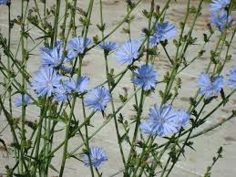 <p>Chicory</p>