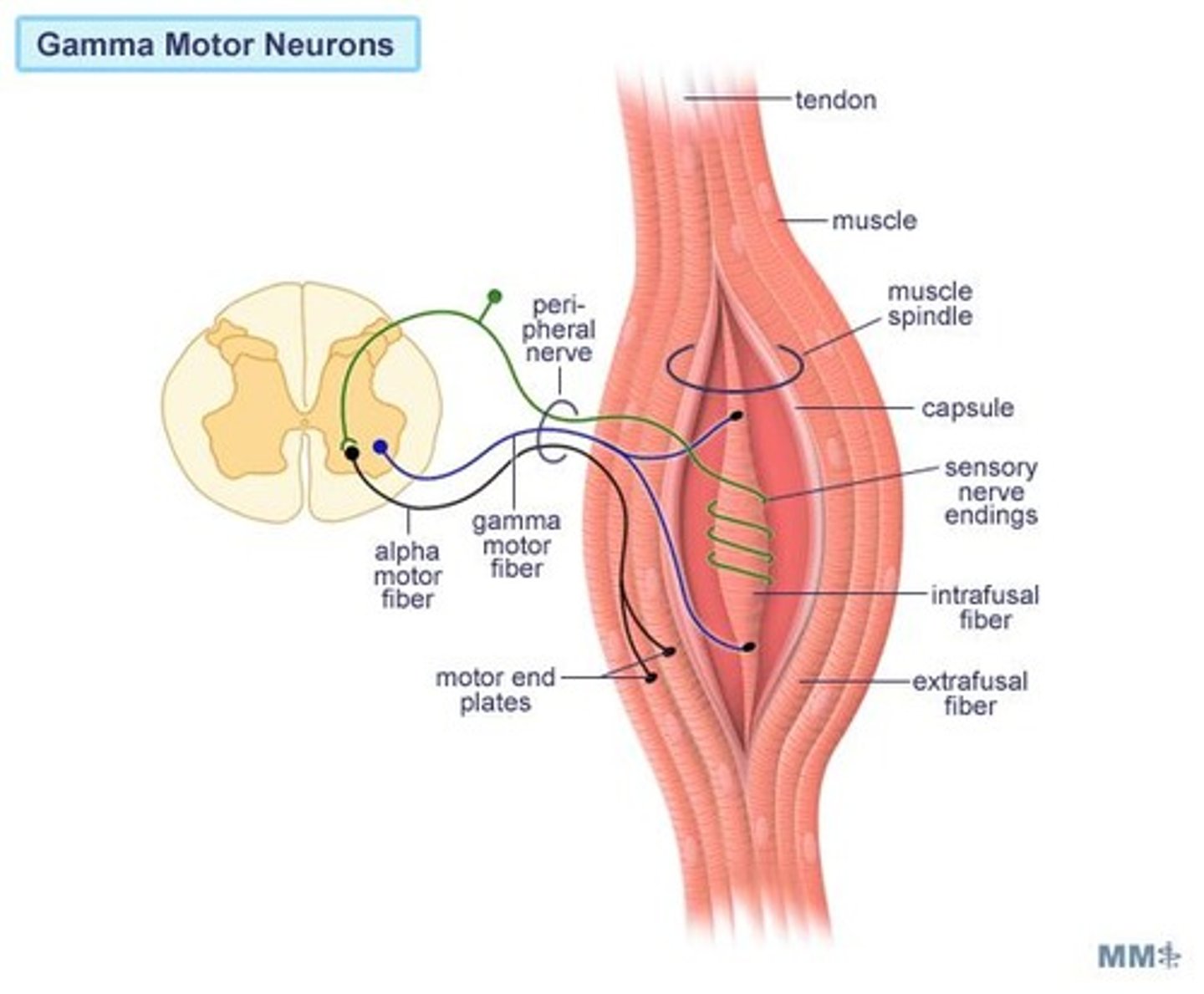 <p>Gamma motor neurons innervate intrafusal muscle fibers, controlling their length and acting as sensory receptors.</p>