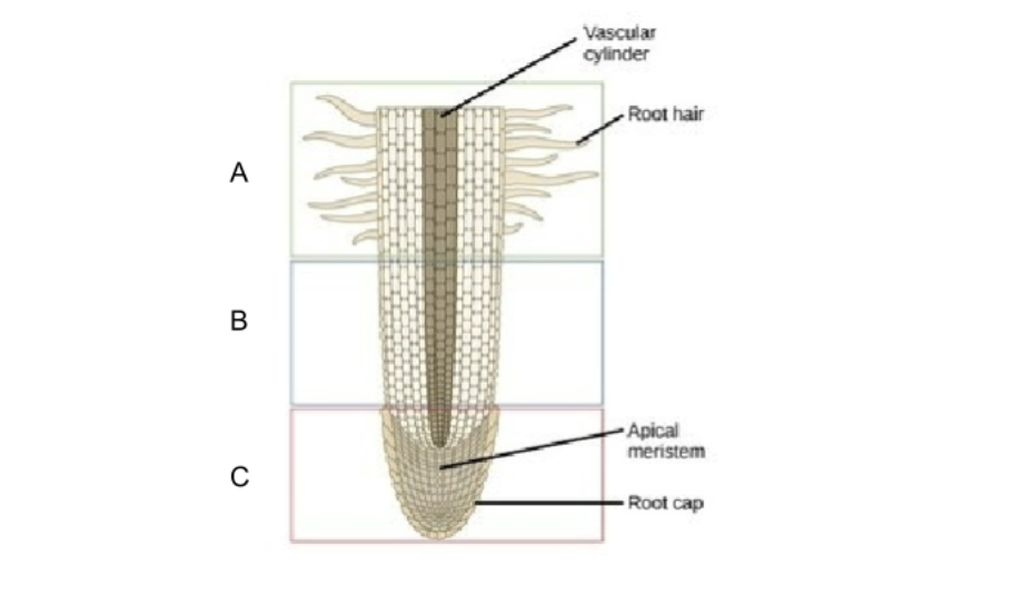 <p>Using the image , which letter is likely to be the zone of maturation?</p>