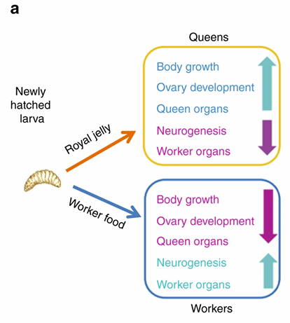 <ul><li><p>diet/nutrition in larvae impact the landscape, causing queen vs worker bee</p><ul><li><p>royal jelly —> queen</p></li><li><p>worker food —> worker</p></li></ul></li><li><p>also causes different epigenetic and hormonal response —> causes the different castes </p></li></ul><p></p>