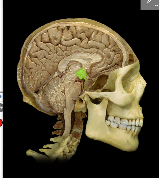 <p><span>Hypothalamus</span></p>