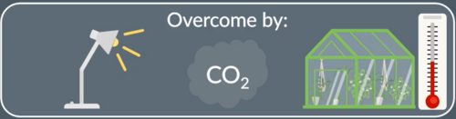 <p>● <strong>Artificial / LED lighting</strong> to maintain a high light intensity.</p><p>● <strong>Re-use CO₂ waste / burn fuels</strong> to maintain a high CO₂ concentration.</p><p>● Use greenhouses kept at <strong>specific temperatures</strong>.</p>