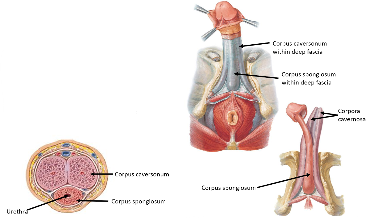 <ul><li><p>External copulatory organ</p></li><li><p>Composed of <strong>erectile<em> tissue </em></strong>(not muscle):</p><ul><li><p><strong>Corpus cavernosa</strong>: paired, fills with blood during erection</p><ul><li><p>Would compress & seal off the urethra if the corpus spongiosum was not there</p></li></ul></li><li><p><strong>Corpus spongiosum</strong>: surrounds the urethra, prevents corpus cavernosa from compressing urethra during erection</p><ul><li><p>Keeps urethra open to allow sperm to pass through</p></li></ul></li></ul></li><li><p>Functions in urination & sexu@l reproduction</p></li></ul><p></p>