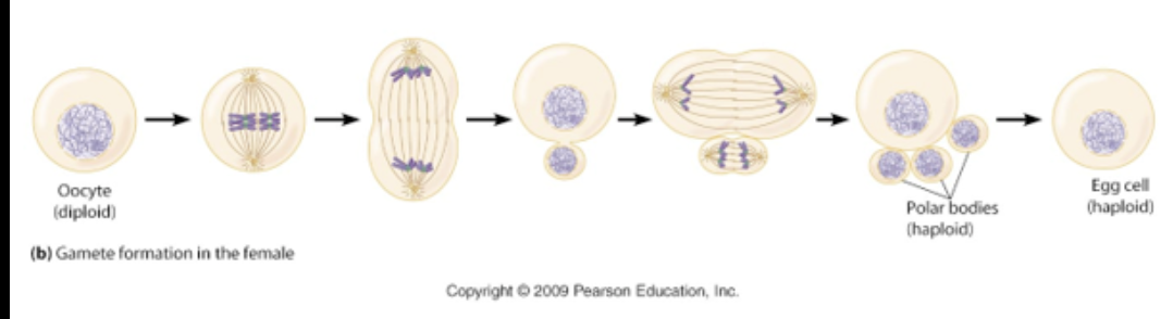 <ul><li><p>sessile, move within very limited parameters</p></li><li><p>relatively large size (human egg cell ~120 μm)</p></li><li><p>large food reserves for development of embryo over an extended period of time</p></li><li><p>fewer produced, often only 1-2 egg cells during time from where fertilization can occur</p></li></ul><p></p>