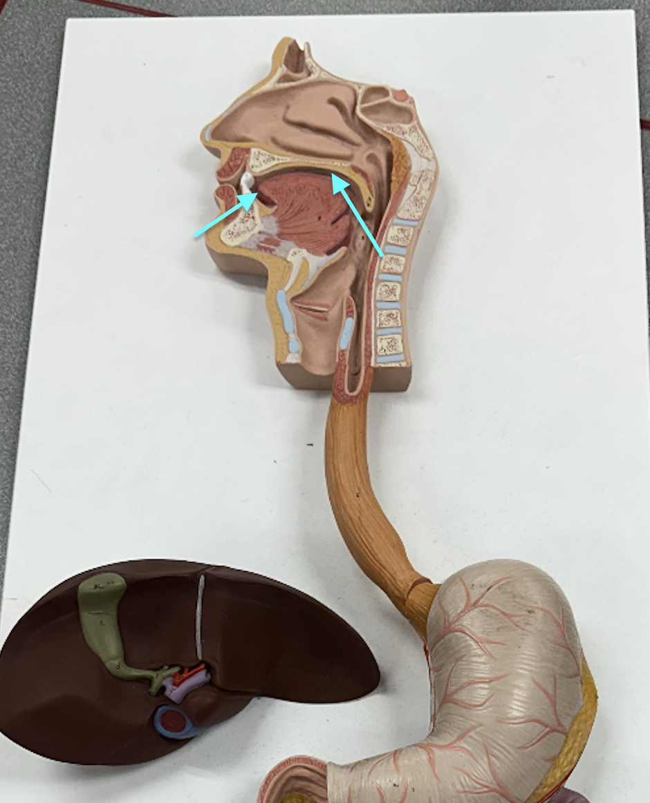 <p>What structure / region is this?</p>