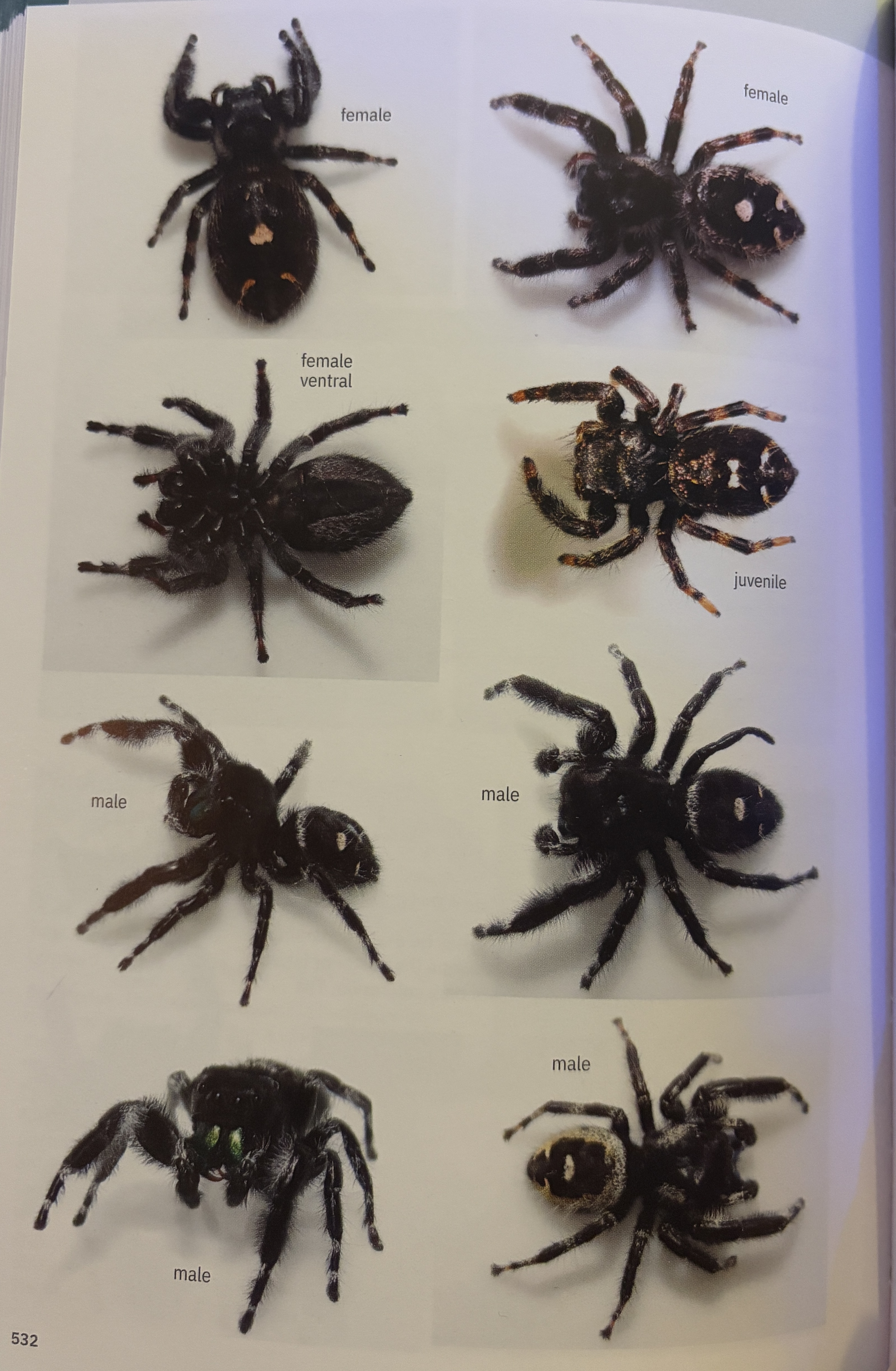 <p>Phidippus audax - “bold jumper”</p><p>family: Salticidae</p>
